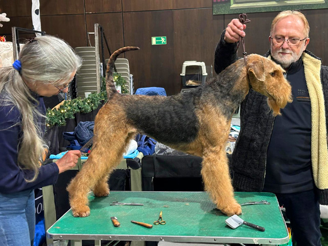 K&ouml;rner Airedales Ulana-Ulona wird f&uuml;r den Ring vorbereitet.