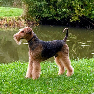K&ouml;rner Airedales U-Bilu