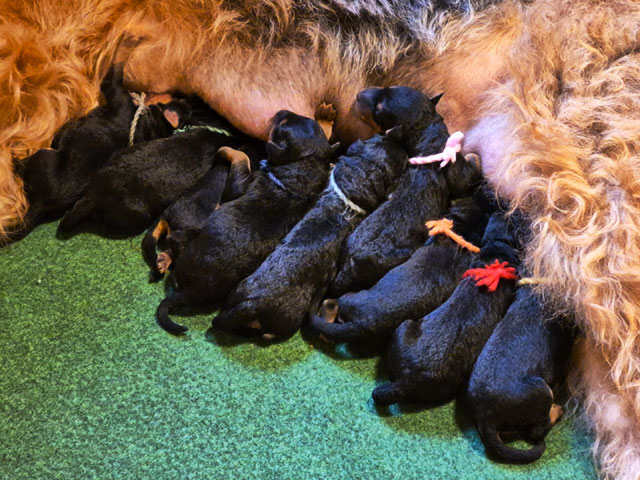 Wurf Airedale-Terrier Welpen